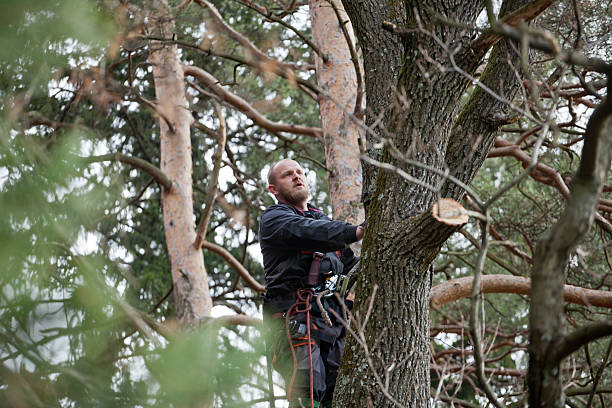 How Our Tree Care Process Works  in  Fulton, NY